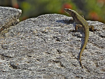 Ferienwohnung in Locarno-Muralto - Lebendige, mediterrane Flora und Fauna