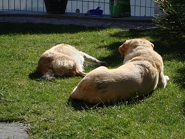 Ferienhaus in Tegna - Wir dürfen ebenfalls Ferien hier verbringen