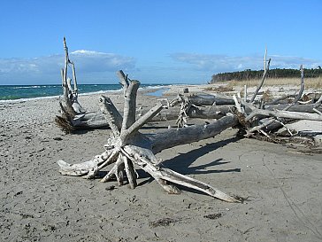 Ferienwohnung in Born am Darss - Naturstrand