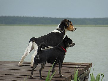 Ferienwohnung in Born am Darss - Wassergrundstück mit Hund