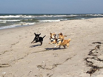 Ferienwohnung in Born am Darss - Hundestrand