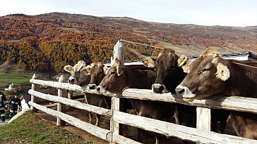 Ferienwohnung in Mals - Aviunshof Braunvieh