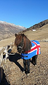 Ferienwohnung in Mals - Islandpferd vom Aviunshof