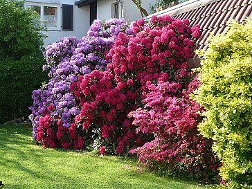 Ferienwohnung in Uhldingen-Mühlhofen - Während der Rhododendronblüte