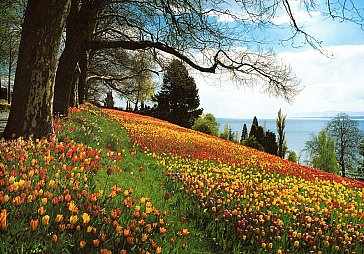 Ferienwohnung in Uhldingen-Mühlhofen - Tulpenblüte auf der Mainau