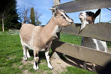 Ferienwohnung in Tettnang - Tiere