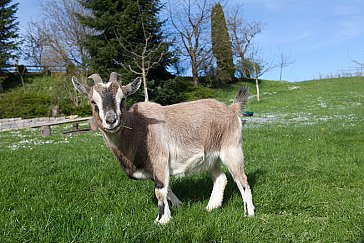 Ferienwohnung in Tettnang - Tiere