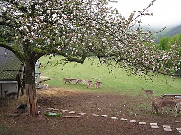 Ferienwohnung in Rumbach - Wildgehege