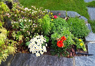 Ferienwohnung in Ascona - Blumenbeet beim Sitzplatz