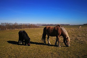 Ferienwohnung in Nieuwvliet-Bad - Umgebung - Natur