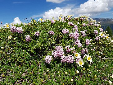 Ferienwohnung in Klosters - Alpenimpression Blumen