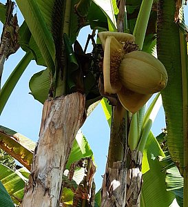 Ferienwohnung in Ponte Tresa - Meine Banane